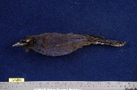 藏品(臺灣紫嘯鶇)的圖片